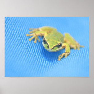 Poster Grenouille