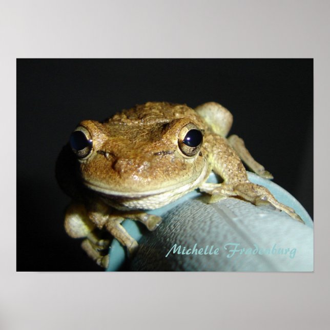 Poster Grenouille (Devant)