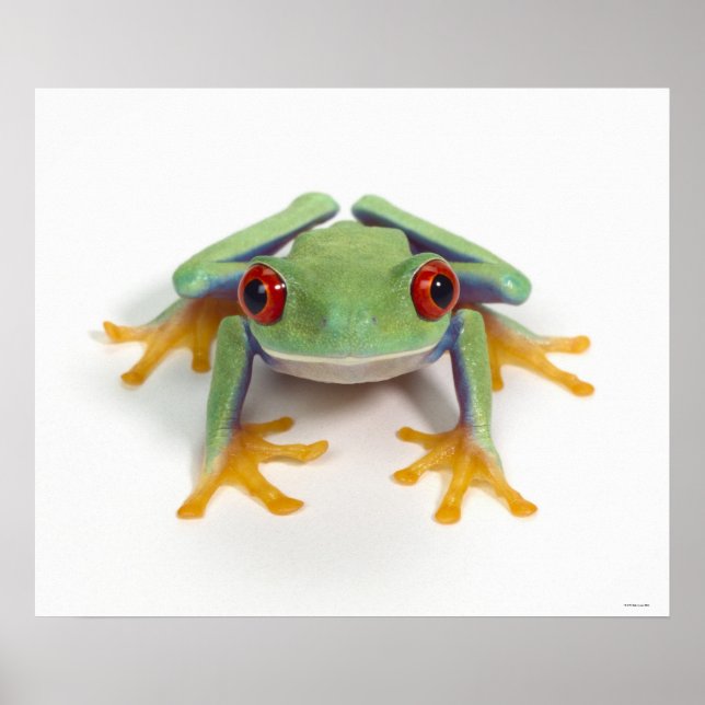 Poster Grenouille (Devant)