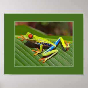 Poster Grenouille à arbre rouge