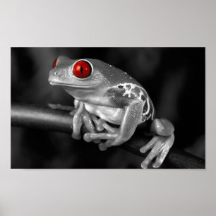 Poster Grenouille à arbre rouge