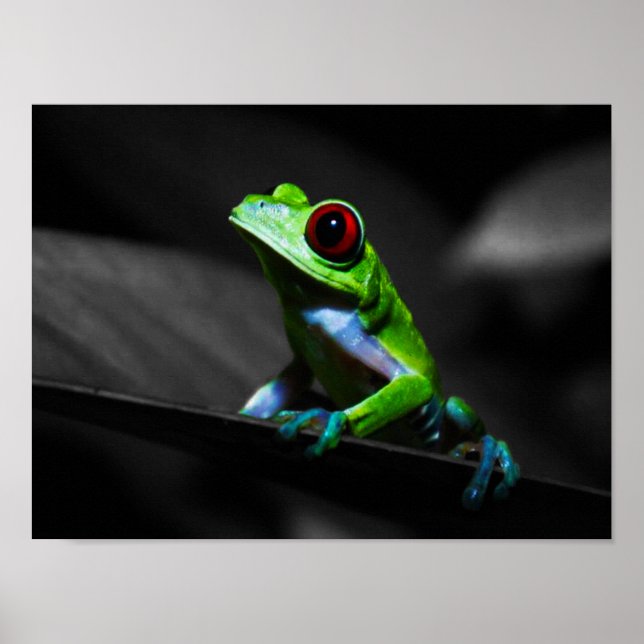 Poster Grenouille à arbre rouge III (Devant)