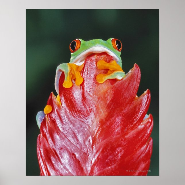 Poster Grenouille à feuilles rouges (Devant)