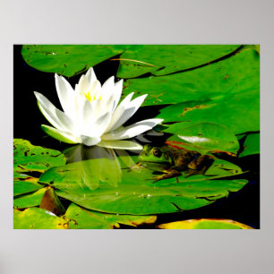 Poster Grenouille à l'eau Lily réflexion