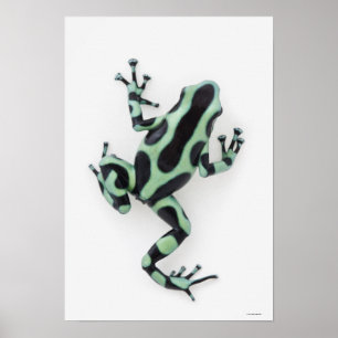 Poster Grenouille à poison noire et verte