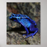 Grenouille à tarte à poison bleu, grenouille bleue