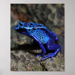 Poster Grenouille à tarte à poison bleu, grenouille bleue