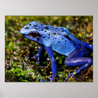 Grenouille à tarte bleue