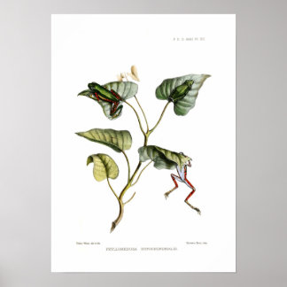 Poster Grenouille arboricole