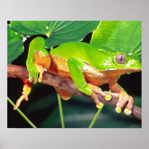 Poster Grenouille arboricole singe bicolore géante, Phyll
