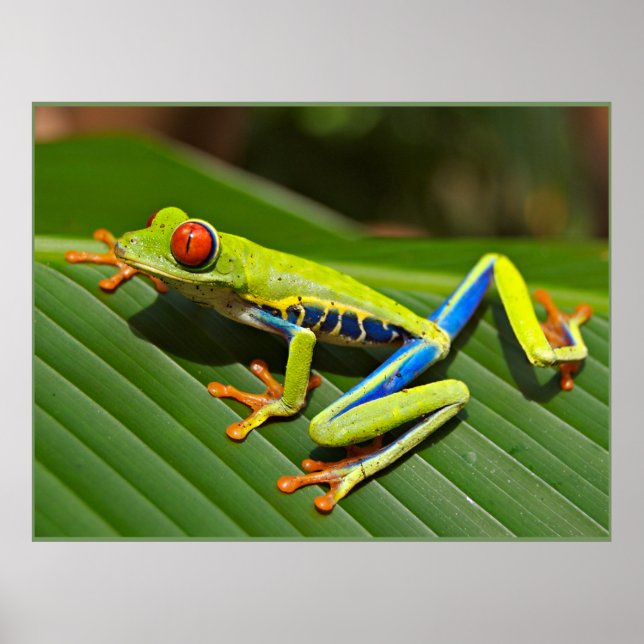 Poster Grenouille aux yeux rouges (Devant)