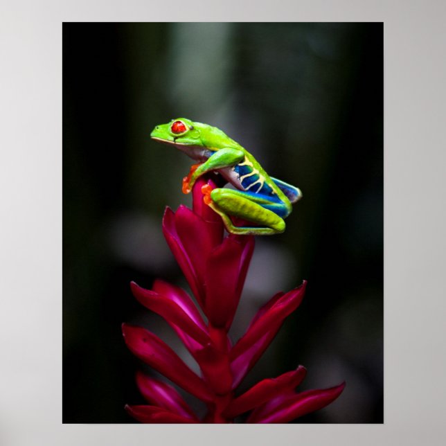 Poster Grenouille aux yeux rouges (Devant)