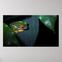Grenouille aux yeux rouges assise