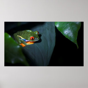 Poster Grenouille aux yeux rouges assise