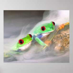 Poster Grenouille aux yeux rouges dans le brouillard, Aga