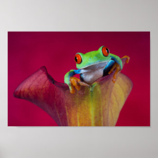 Poster Grenouille aux yeux rouges en fleur rouge
