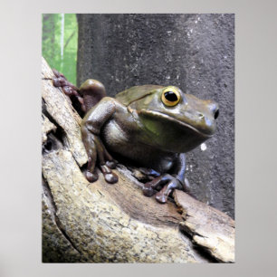 Poster Grenouille blanche