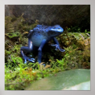 Poster Grenouille bleue