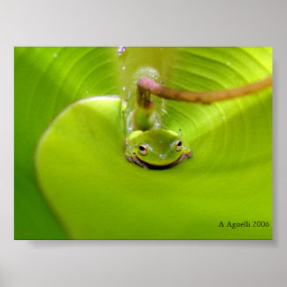 Poster Grenouille cachée dans une feuille de bananier