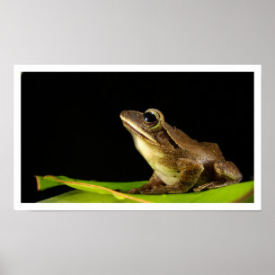 Poster Grenouille commune sur la feuille