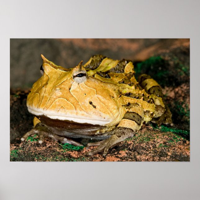 Poster Grenouille corne brésilienne, Ceratophrys cornuta, (Devant)