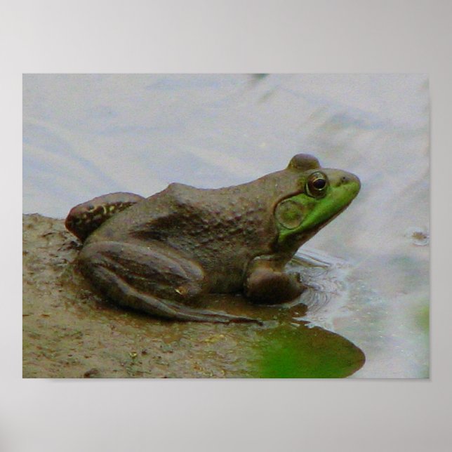 Poster Grenouille dans la boue (Devant)