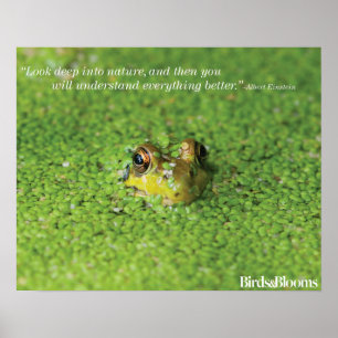 Poster Grenouille dans les algues vertes