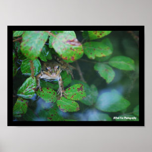 Poster Grenouille dans un étang feuillu