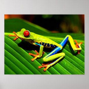 Poster Grenouille d'arbre aux yeux rouges