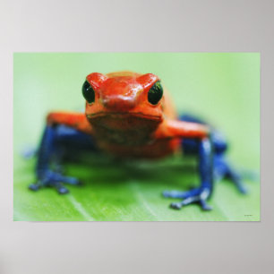 Poster Grenouille de blue-jean