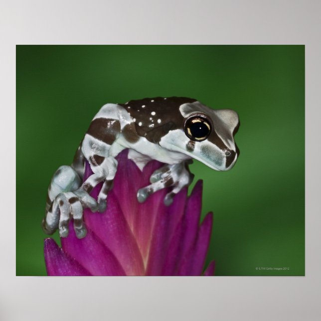 Poster Grenouille de lait, Trachycephalus resinifictrix (Devant)