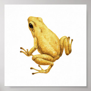 Poster Grenouille dendrobate