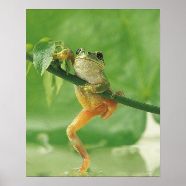 Poster Grenouille des arbres (Devant)
