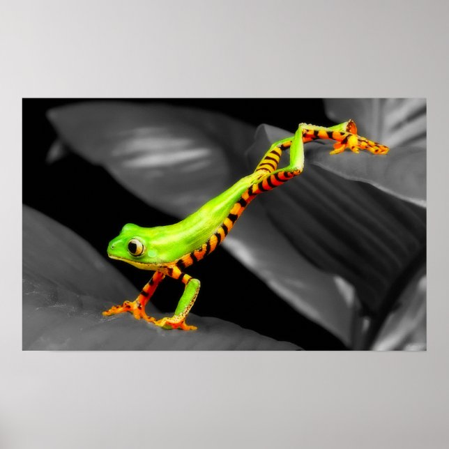 Poster Grenouille des arbres (Devant)