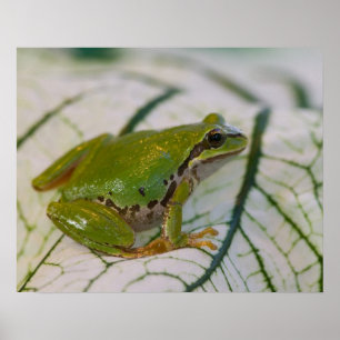 Poster Grenouille des arbres du Pacifique sur les fleurs 
