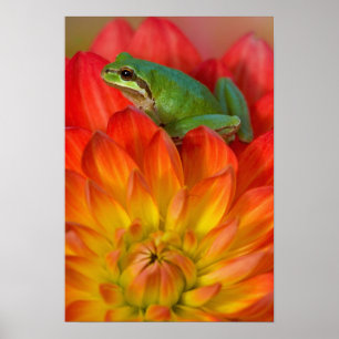 Poster Grenouille des arbres du Pacifique sur les fleurs 