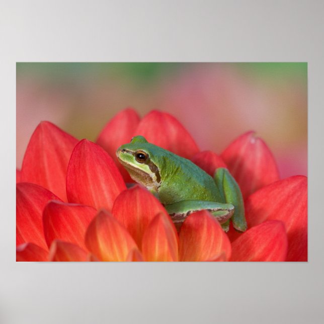 Poster Grenouille du Pacifique sur les fleurs dans notre  (Devant)