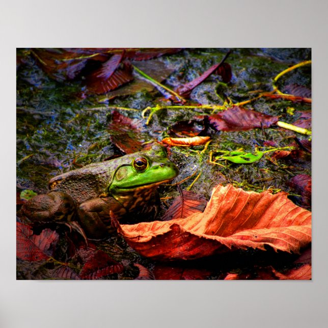 Poster Grenouille et couleurs (Devant)