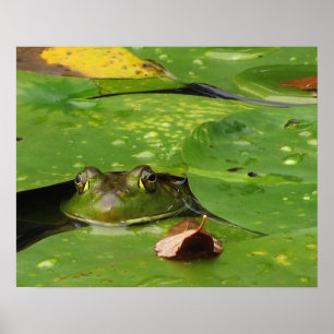 Poster Grenouille et Lily Pads