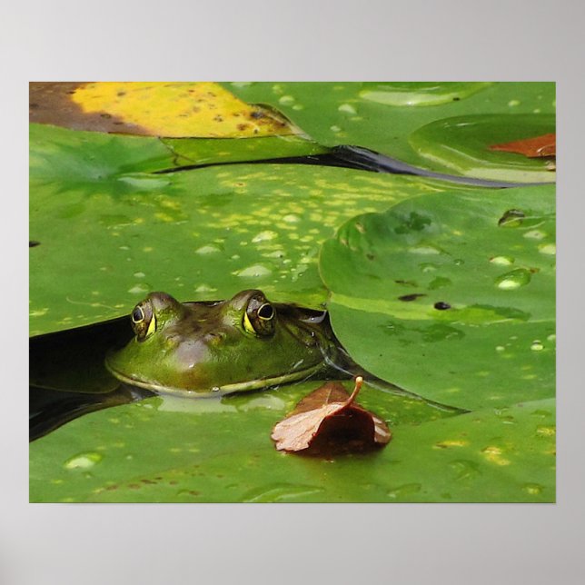 Poster Grenouille et Lily Pads (Devant)