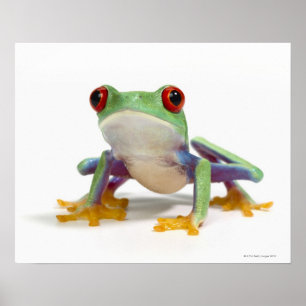 Poster Grenouille femelle 2