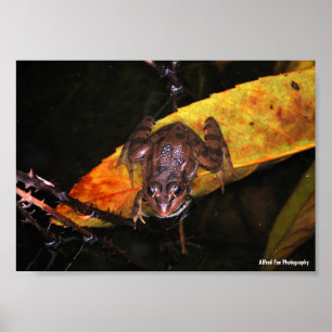 Poster Grenouille ibérique sur une feuille