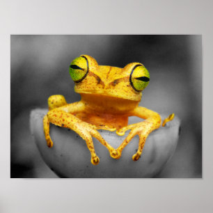 Poster Grenouille jaune