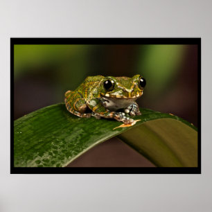Poster Grenouille - Knowsley Safari Park