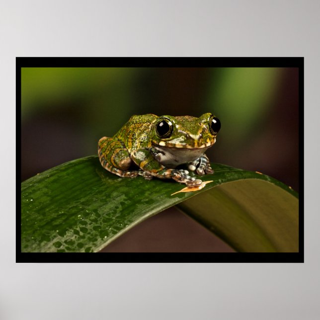 Poster Grenouille - Knowsley Safari Park (Devant)