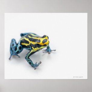 Poster Grenouille noire, jaune et bleue de dard de poison