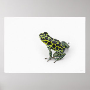 Poster Grenouille noire Poison vert tacheté