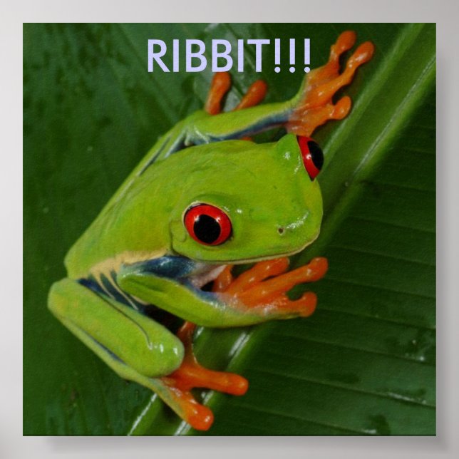 Poster Grenouille-Oeil-Rouge, RIBBIT ! ! ! (Devant)
