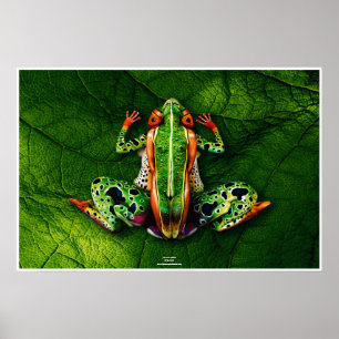 Poster Grenouille par Johannes Stötter