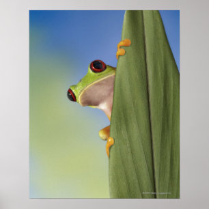 Poster Grenouille rouge Tre Peeking de derrière une feuil